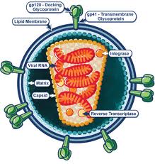 893_structure of HIV.jpg